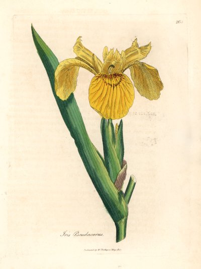 黄水旗，Iris pseudocorus，出自詹姆斯-索尔比（James Sowerby）1832 年威廉-伍德维尔和威廉-杰克逊-胡克爵士的《医学植物学》中的一幅植物插图（手工彩色铜版雕刻）。 作者 詹姆斯（后）索尔比