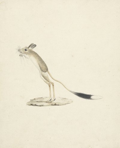 Jerboa No. 4（纸上石墨） 作者 詹姆斯1730 94布鲁斯