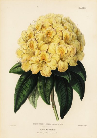Golden rhododendron, Rhodendron aureum magniflorum 作者 詹姆斯·安德鲁斯