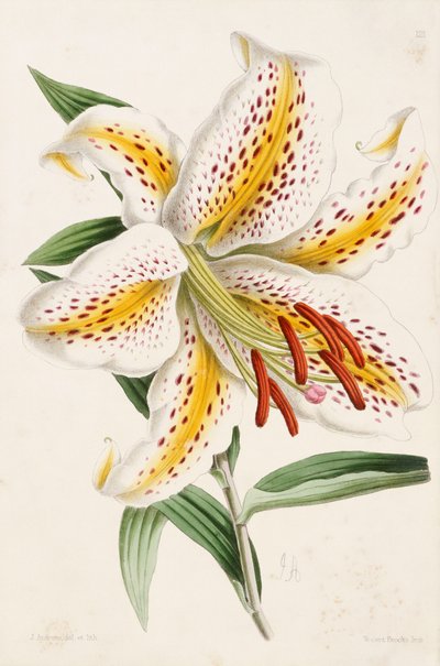 莉莉，《花卉杂志》，1861-71年 作者 詹姆斯·安德鲁斯