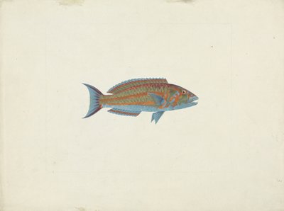 一条鱼，El Hudderi Imbo（纸上的石墨水粉） 作者 詹姆斯·布鲁斯