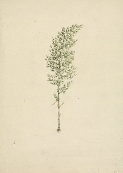 Arundinaria alpina K. Schum.(非洲竹）：带有根系的习性绘制完成 作者 詹姆斯·布鲁斯
