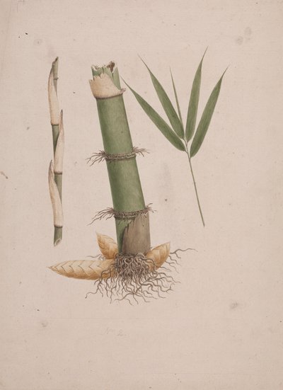 高山野古草 K. Schum。 （非洲竹）：茎和带叶的芽的剖面完成图 作者 詹姆斯·布鲁斯