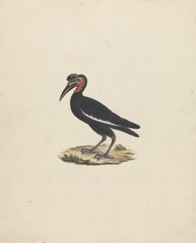 Bocorvus abyssinicus（阿比西尼亚地犀鸟） 作者 詹姆斯·布鲁斯