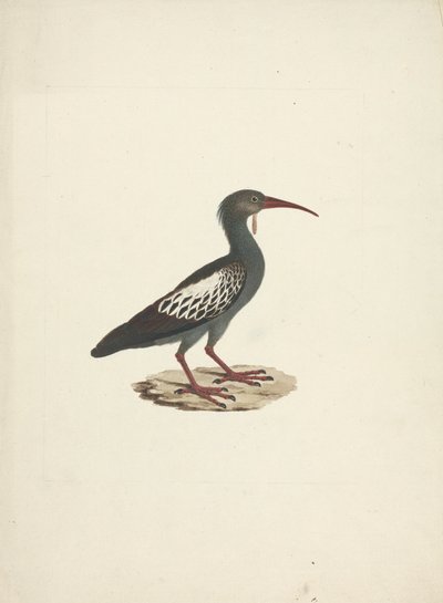 Bostrychia carunculata（肉垂鹮） 作者 詹姆斯·布鲁斯