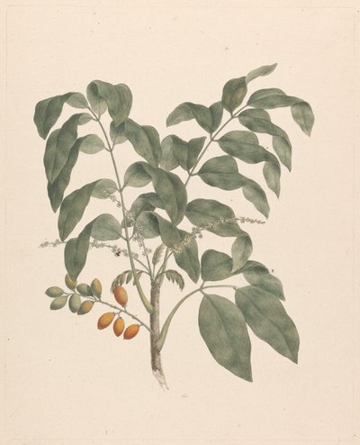 Brucea antidysenterica J. Miller（詹姆斯布鲁斯树）：添加了果茎的成品图 作者 詹姆斯·布鲁斯