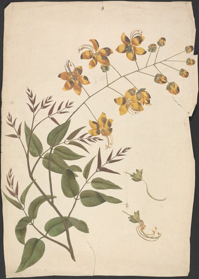 决明子瘘（净化决明子）：带花的叶芽成品图 作者 詹姆斯·布鲁斯