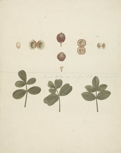 吉利德没药 (Commiphora gileadensis (L.) C. Chr.) （基列香脂，Opobalsam）：完成的水果图、解剖的水果和叶子 作者 詹姆斯·布鲁斯