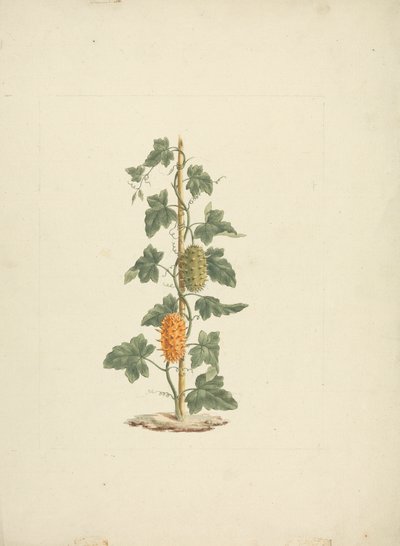 Cucumis metuliferus Naud（野生黄瓜）：成品图 作者 詹姆斯·布鲁斯