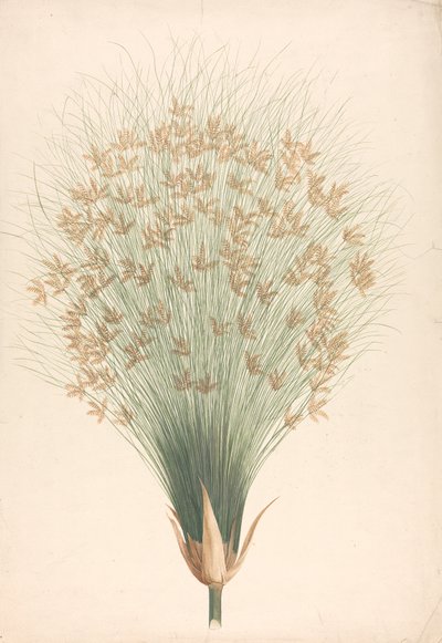 纸莎草（Cyperus papyrus L.）：花序成品图 作者 詹姆斯·布鲁斯
