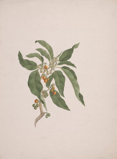 Discopodium penninervium Hochst. 作者 詹姆斯·布鲁斯