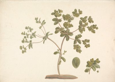 Euphorbia helioscopia L.（太阳大戟）：开花植物的成品图，包含花朵、叶子和果实的细节 作者 詹姆斯·布鲁斯