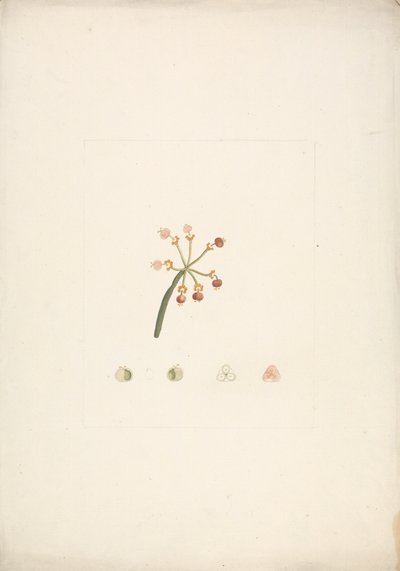 Euphorbia nubica N.E.Br.（努比亚刺玫）：花和果实嫩枝成品图，以及花卉解剖细节 作者 詹姆斯·布鲁斯