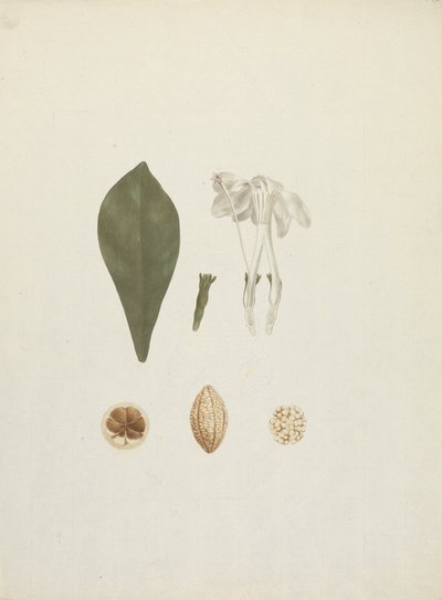 栀子花 Schum.& Thonn. (Jovis-Tonantis)：带有水果附加细节的成品图 作者 詹姆斯·布鲁斯