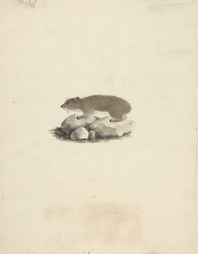 Heterohyrax brucei（黄斑岩蹄兔） 作者 詹姆斯·布鲁斯