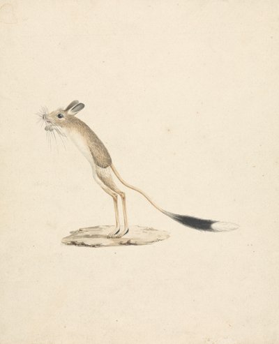 Jerboa 作者 詹姆斯·布鲁斯