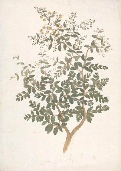 Lawsonia inermis L.（Henna）：花叶嫩枝成品图 作者 詹姆斯·布鲁斯