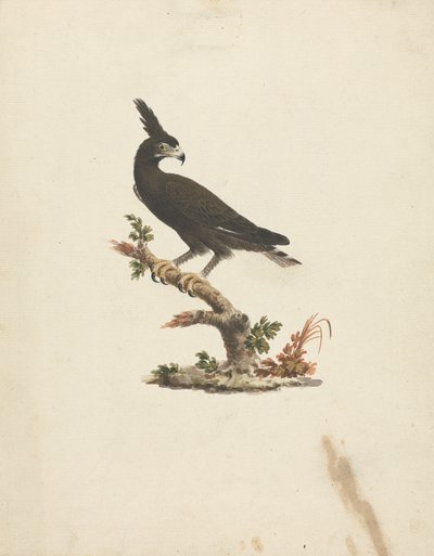 Lophaetus occipitalis（长冠鹰） 作者 詹姆斯·布鲁斯