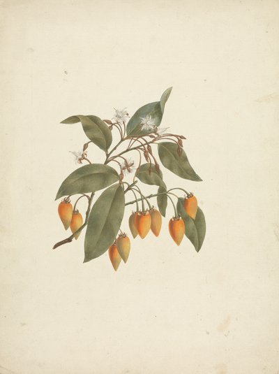Mimusops kummel A. DC。 ：用一些花完成了绘画 作者 詹姆斯·布鲁斯