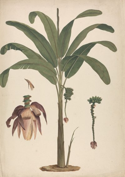 Musa x sapientum L.（香蕉）：带有花序细节的成品图 作者 詹姆斯·布鲁斯