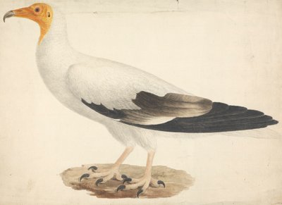 Neophron percnopterus（埃及秃鹫） 作者 詹姆斯·布鲁斯
