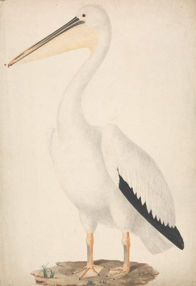 Pelecanus onocrotalus（大白鹈鹕） 作者 詹姆斯·布鲁斯