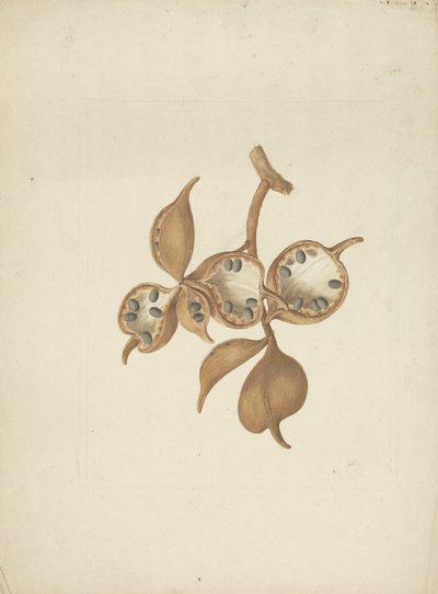 非洲胖大海（Sterculia africana (Lour.) Fiori）：带有种子荚的茎的完成图，一些打开显示种子 作者 詹姆斯·布鲁斯