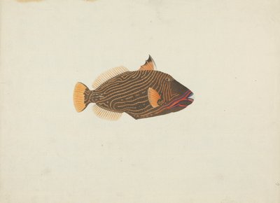 不明鱼 作者 詹姆斯·布鲁斯