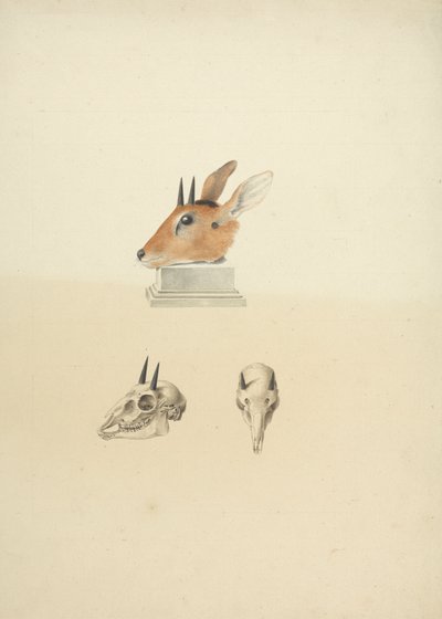 身份不明的 Madoqua（Dik-dik）：头部和头骨研究 作者 詹姆斯·布鲁斯