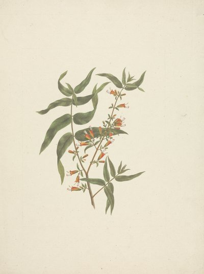 Woodfordia uniflora (A. Rich.) Koehne：开花芽的成品图 作者 詹姆斯·布鲁斯