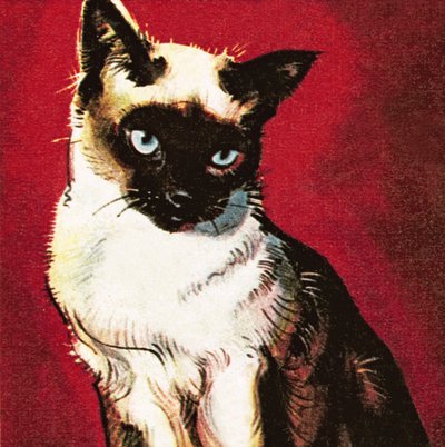 暹罗猫 作者 詹姆斯·埃德温·麦康奈尔
