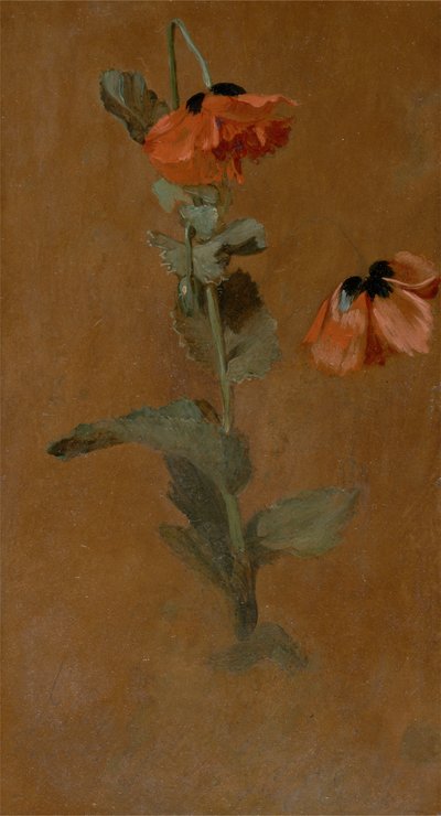 研究罂粟花，1832年（船上用油和铅笔）（保护后） 作者 詹姆斯·英斯基普