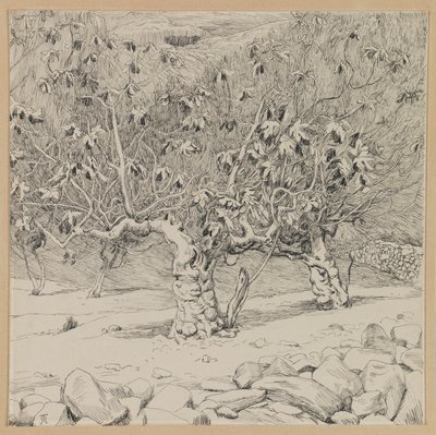 无花果树，欣嫩谷，从我们的主耶稣基督的生活插图（墨水在纸上） 作者 詹姆斯·雅克·约瑟夫·天梭