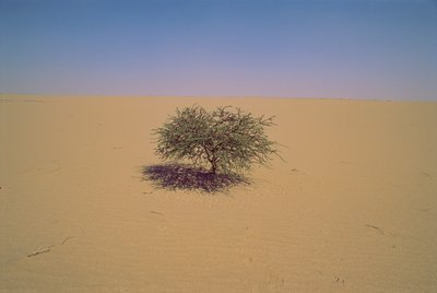 非洲尼日尔沙漠中的一棵孤立的树。也许是 "Arbre du Tenere "或 "貌似... 作者 詹姆斯·L·斯坦菲尔德