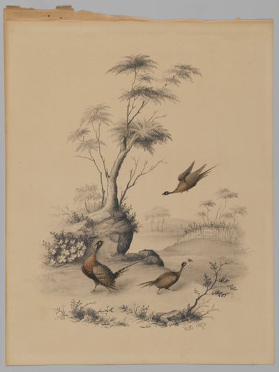 三个野鸡，1873年（石墨和纸上的wc） 作者 詹姆斯·赖德·范布伦特