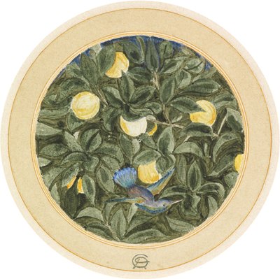 蜂鸟 作者 詹姆斯·史密森