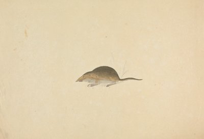 泼妇 作者 詹姆斯·索尔比