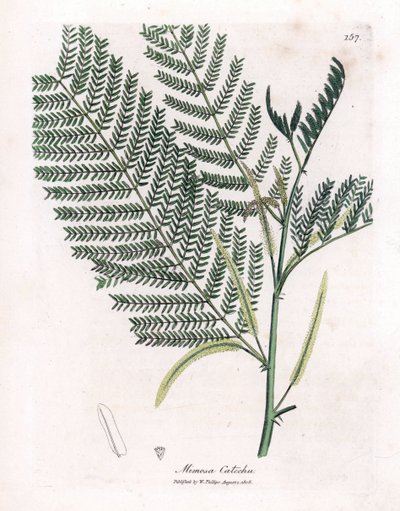 Acacia a cachou 或 cachoutier - 儿茶，金合欢儿茶。 手绘铜版雕刻，取自詹姆斯·索尔比 (James Sowerby) 的植物插图，来自威廉·伍德维尔 (William Woodville) 和威廉·杰克逊·胡克爵士 (Sir William Jackson Hooker) 的“药用植物学”，约翰·博恩 (John Bohn)，伦敦 作者 詹姆斯·索尔比