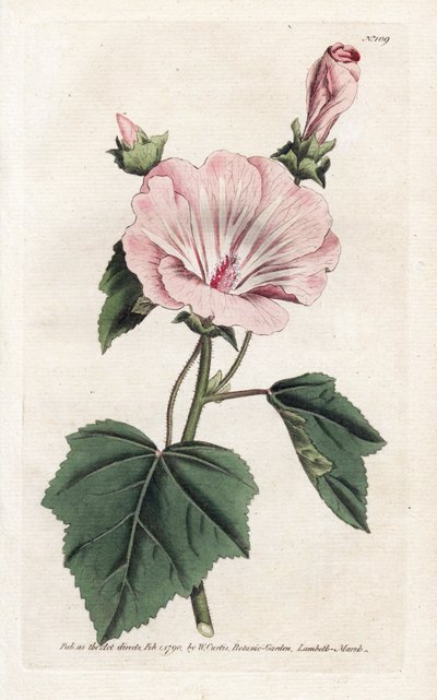 一年一度的紫色或季度薰衣草 - 詹姆斯·索尔比（James Sowerby，1757-1822）的石版画，来自威廉·柯蒂斯的植物杂志（1746-1799） 作者 James Sowerby