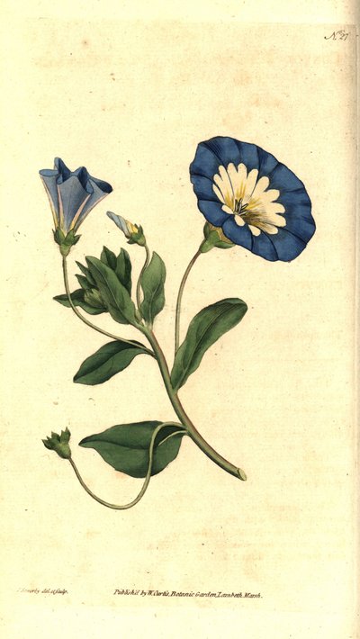 美丽的萱草或三色萱草 - 小萱草，Convolvulus tricolor。詹姆斯-索尔比（James Sowerby）的手工铜版雕刻和植物插图，选自威廉-柯蒂斯（William Curtis）的《植物杂志》，伦敦兰贝斯沼泽地 作者 James Sowerby