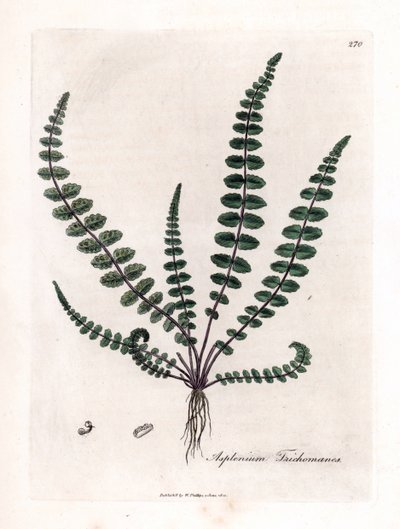 黑蕨或假毛细管（蕨类）--常见的女贞蕨或脾草，Asplenium trichomanes。詹姆斯-索尔比（James Sowerby）根据威廉-伍德维尔和威廉-杰克逊-胡克爵士（Sir William Jackson Hooker）的《医学博览》中的一幅植物插图绘制的手工彩色铜版画。 作者 詹姆斯·索尔比