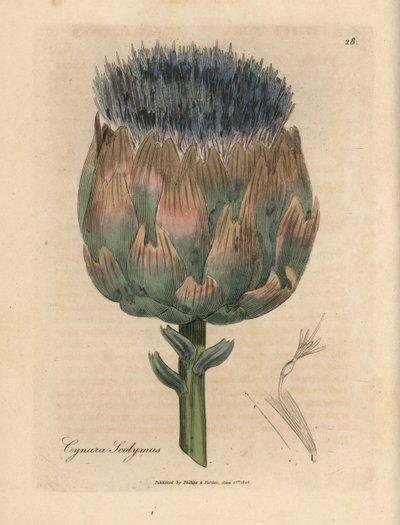 蓝色和紫色花朝鲜蓟，Cynara scolymus 作者 詹姆斯·索尔比