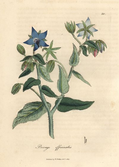 蓝花琉璃苣，Borago officinalis 作者 詹姆斯·索尔比