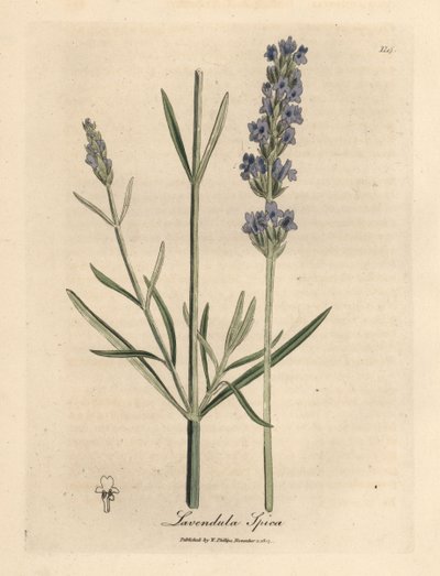 蓝花薰衣草，Lavandula spica 作者 詹姆斯·索尔比