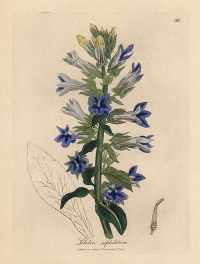 蓝花小叶或红雀花，Lobelia siphilitica 作者 詹姆斯·索尔比