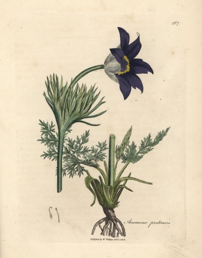 蓝花草甸葵或帕斯克花，Anemone pratensis 作者 詹姆斯·索尔比