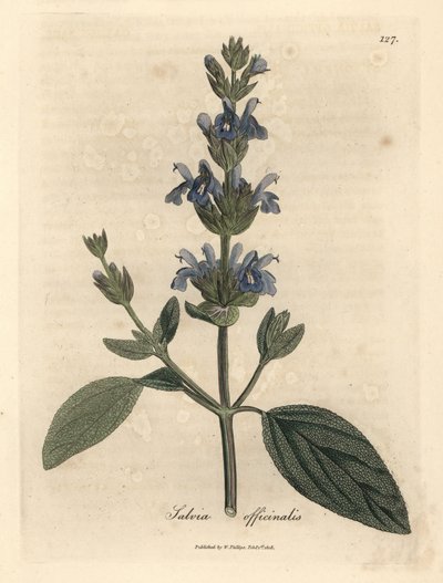 蓝花鼠尾草，鼠尾草 作者 詹姆斯·索尔比