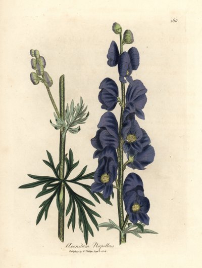 蓝花狼克或僧帽，乌头 作者 詹姆斯·索尔比