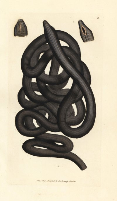 鞋带虫，Lineus longissimus。 《英国杂记》中詹姆斯·索尔比 (James Sowerby) 的手绘铜版雕刻，或新的、稀有的或鲜为人知的动物主题的彩色人物。 作者 詹姆斯·索尔比