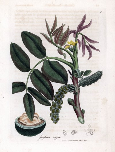 植物图板：树叶、植物和核桃果实 常见核桃树 Juglans regia 的树叶、黄色花朵和坚果。詹姆斯-索尔比（James Sowerby）根据威廉-伍德维尔和威廉-杰克逊-胡克爵士（William Woodville and Sir William Jackson Hooker）的植物学插图绘制的手工彩色铜版画。 作者 詹姆斯·索尔比